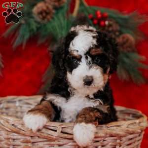 Walter, Mini Bernedoodle Puppy